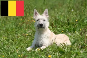 Přečtete si více ze článku Chovatelé a štěňata Bouvier des Ardennes v Belgii