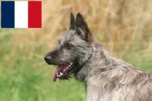 Přečtete si více ze článku Chovatelé a štěňata Bouvier des Ardennes ve Francii