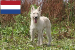 Přečtete si více ze článku Chovatelé a štěňata Bouvier des Ardennes v Nizozemsku