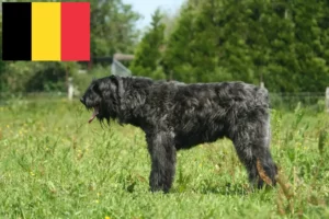 Přečtete si více ze článku Chovatelé a štěňata Bouvier des Flandres v Belgii