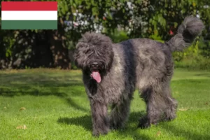 Přečtete si více ze článku Bouvier des Flandres chovatelé a štěňata v Maďarsku