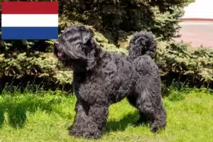 Přečtete si více ze článku Chovatelé a štěňata Bouvier des Flandres v Nizozemsku