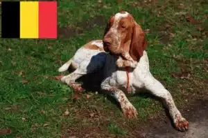 Přečtete si více ze článku Chovatelé a štěňata Bracco Italiano v Belgii