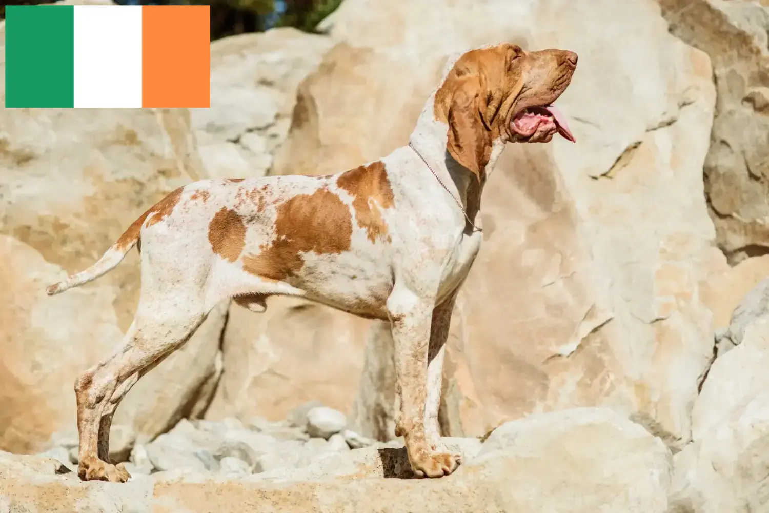 Bracco Italiano štěňata a chovatelé Irsko Zde najdete chovatele Bracco Italianos v Irsku.
