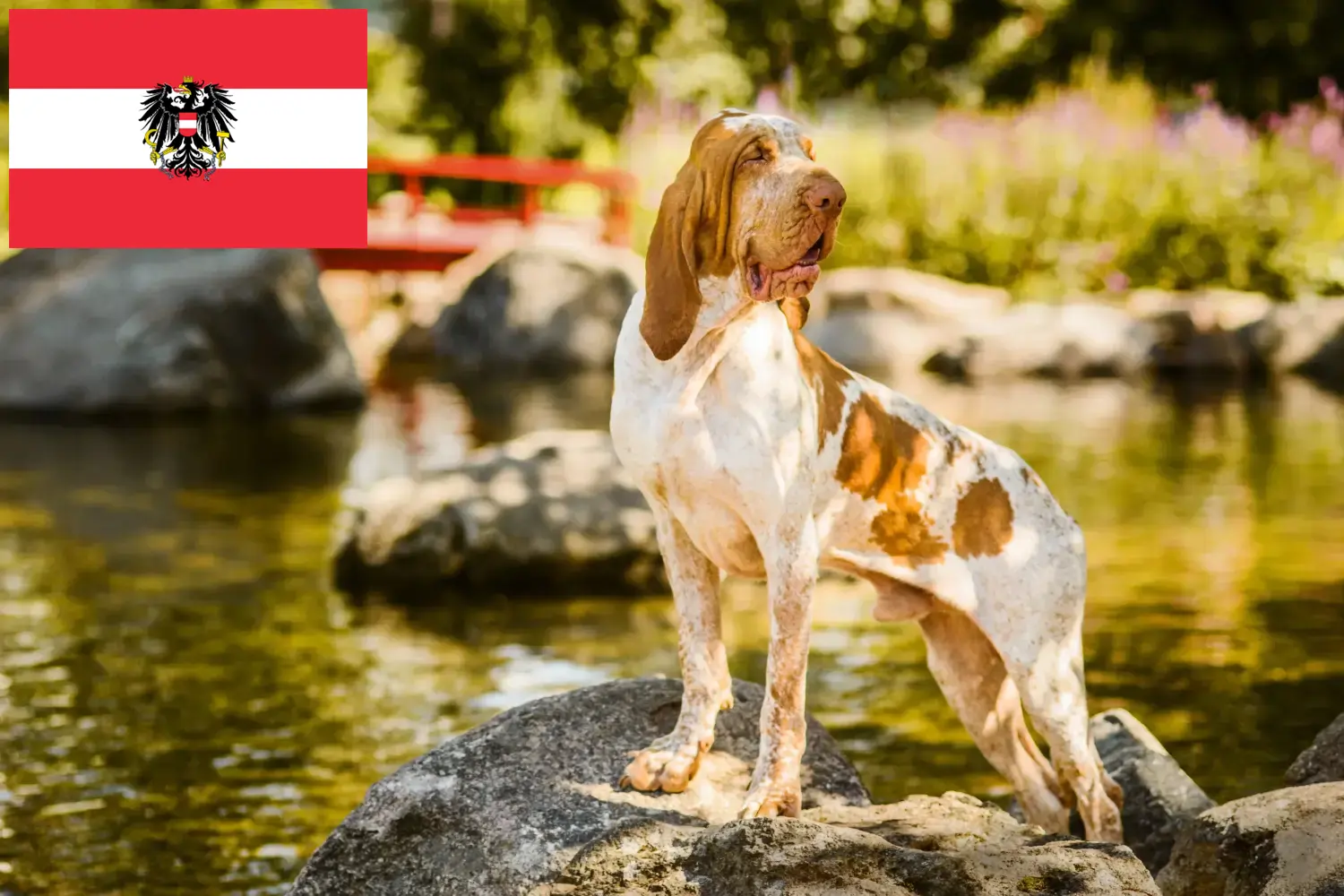Bracco Italiano štěňata a chovatelé Rakousko Zde najdete chovatele plemene Bracco Italianos v Rakousku.
