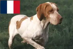 Přečtete si více ze článku Chovatelé a štěňata Braque de l’Ariège ve Francii