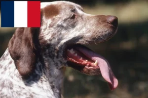Přečtete si více ze článku Chovatelé a štěňata Braque du Bourbonnais ve Francii