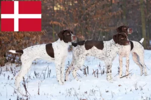 Přečtete si více ze článku Braque français type Pyrénées chovatelé a štěňata v Dánsku