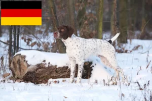 Přečtete si více ze článku Braque français type Pyrénées chovatelé a štěňata v Německu
