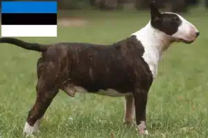 Přečtete si více ze článku Chovatelé bulteriérů a štěňat v Estonsku