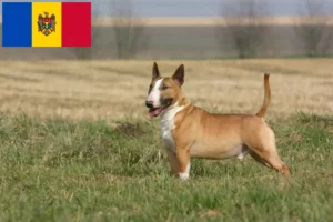 Přečtete si více ze článku Chovatelé bulteriérů a štěňat v Moldavsku