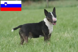 Přečtete si více ze článku Chovatelé bulteriérů a štěňat ve Slovinsku