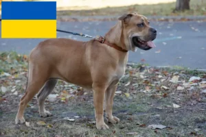 Přečtete si více ze článku Chovatelé a štěňata Ca de Bou na Ukrajině