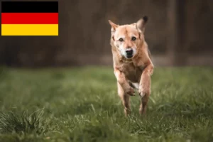 Přečtete si více ze článku Chovatelé kanaánských psů a štěňat v Německu