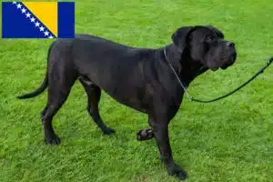 Přečtete si více ze článku Chovatelé a štěňata Cane Corso Italiano v Bosně a Hercegovině