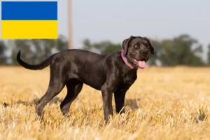 Přečtete si více ze článku Chovatelé a štěňata Cane Corso Italiano na Ukrajině
