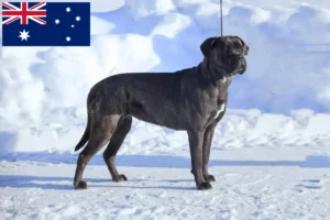 Přečtete si více ze článku Chovatelé a štěňata Cane Corso Italiano v Austrálii
