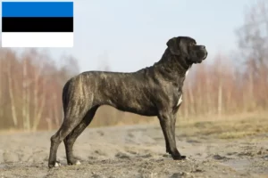 Přečtete si více ze článku Chovatelé a štěňata Cane Corso Italiano v Estonsku