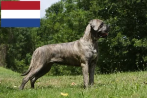 Přečtete si více ze článku Chovatelé a štěňata Cane Corso Italiano v Nizozemsku