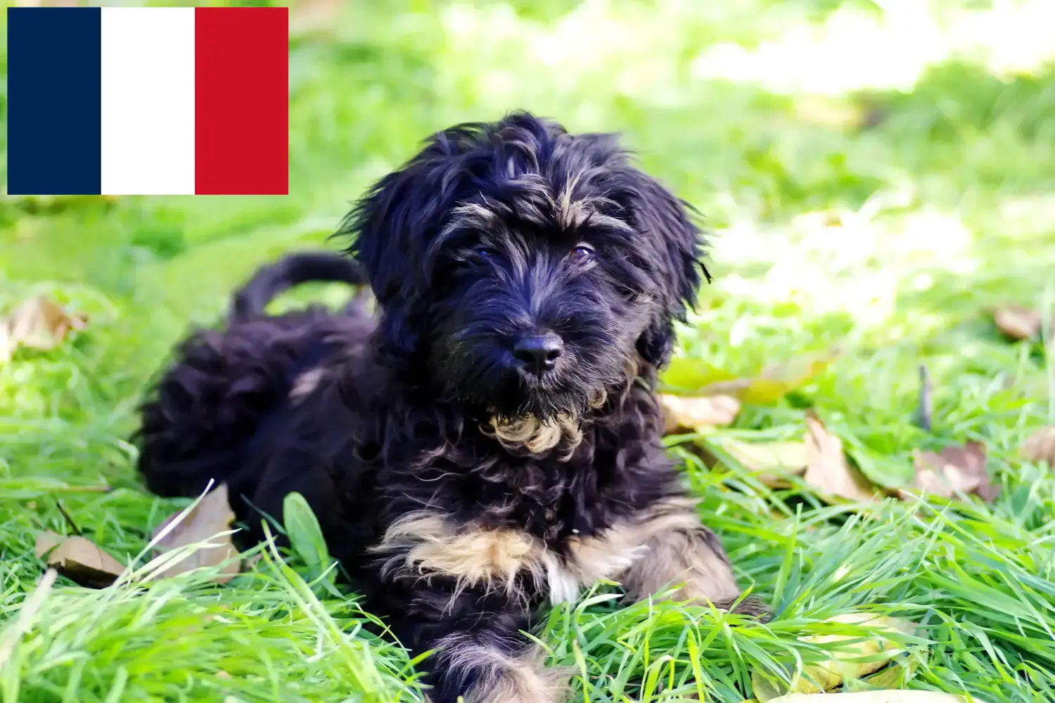 Přečtete si více ze článku Chovatelé a štěňata Cão da Serra de Aires ve Francii