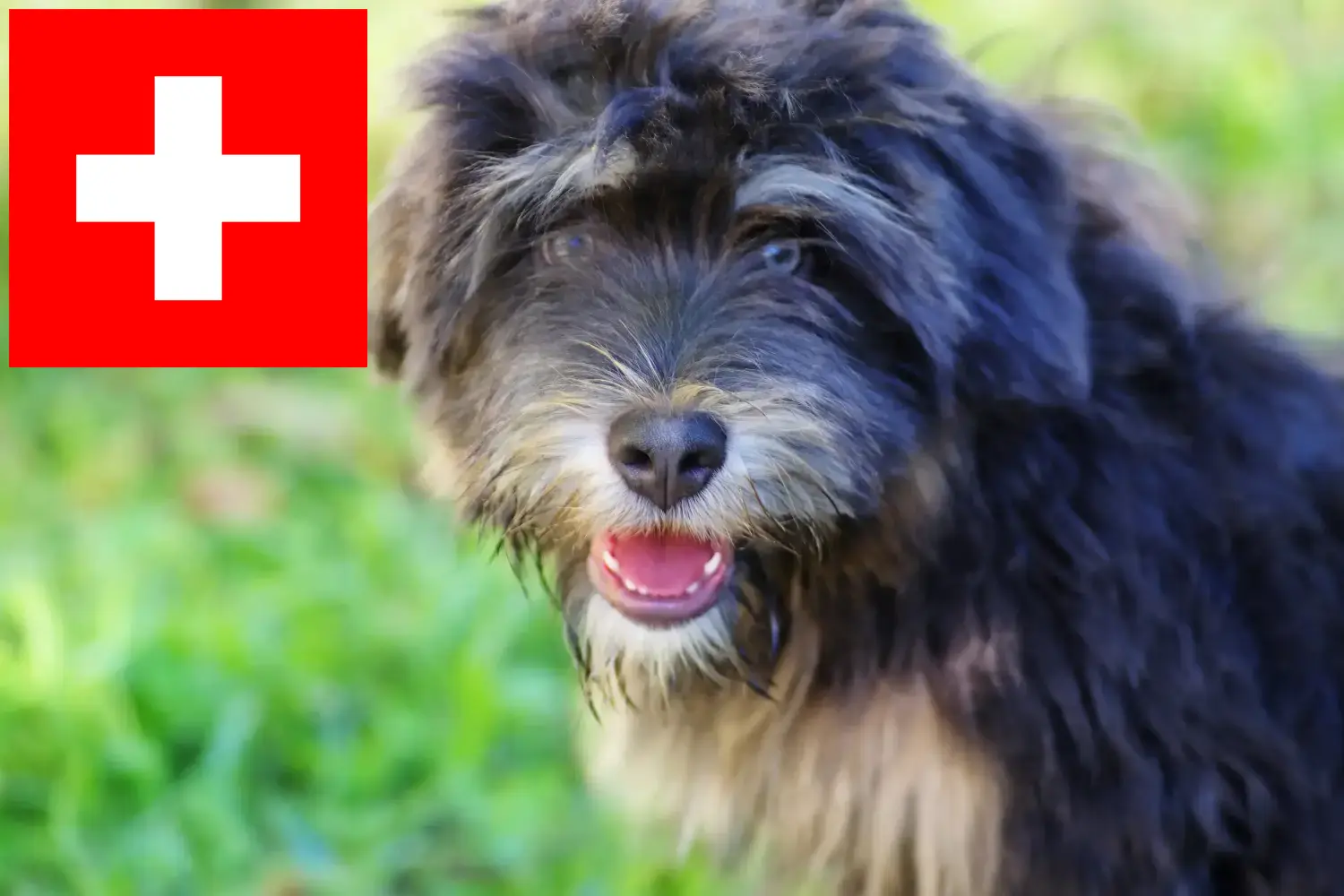 Přečtete si více ze článku Chovatelé a štěňata Cão da Serra de Aires ve Švýcarsku