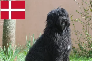 Přečtete si více ze článku Chovatelé a štěňata Cão de Agua português v Dánsku