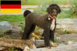 Přečtete si více ze článku Chovatelé a štěňata Cão de Agua português v Německu