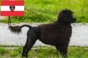 Přečtete si více ze článku Chovatelé a štěňata Cão de Agua português v Rakousku