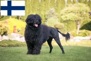 Přečtete si více ze článku Chovatelé a štěňata Cão de Agua português ve Finsku