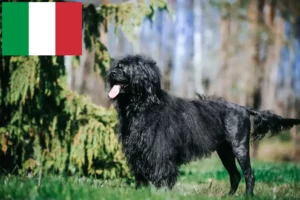 Přečtete si více ze článku Chovatelé a štěňata Cão de Agua português v Itálii