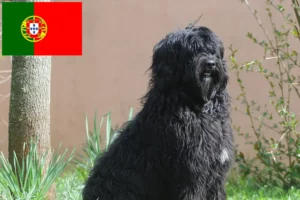 Přečtete si více ze článku Chovatelé a štěňata Cão de Agua português v Portugalsku