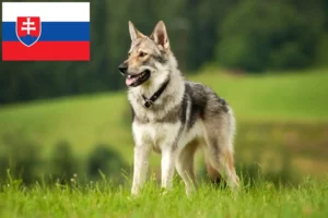 Přečtete si více ze článku Chovatelé československých vlčáků a štěňat na Slovensku