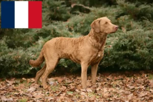 Přečtete si více ze článku Chesapeake Bay Retriever chovatelé a štěňata ve Francii