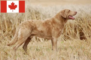 Přečtete si více ze článku Chesapeake Bay Retriever chovatelé a štěňata v Kanadě