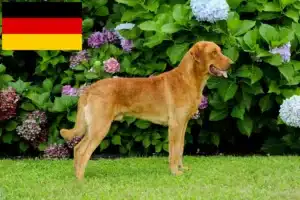 Přečtete si více ze článku Chesapeake Bay Retriever chovatelé a štěňata v Německu