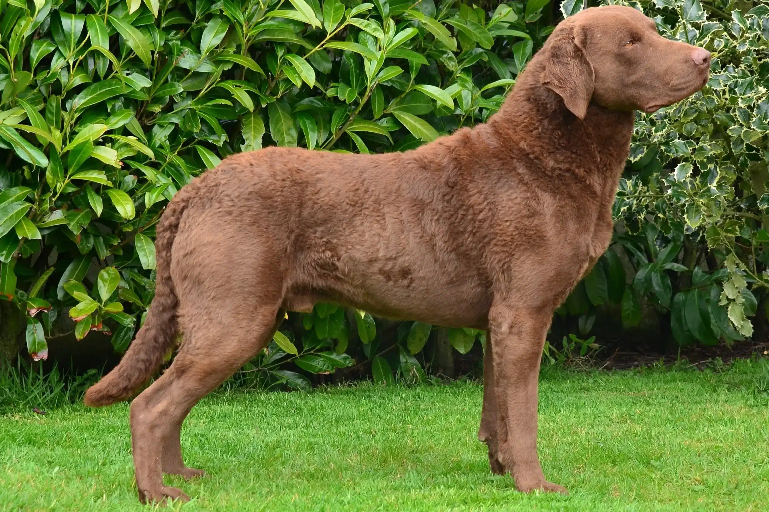 Přečtete si více ze článku Chovatel Chesapeake Bay Retrieverů
