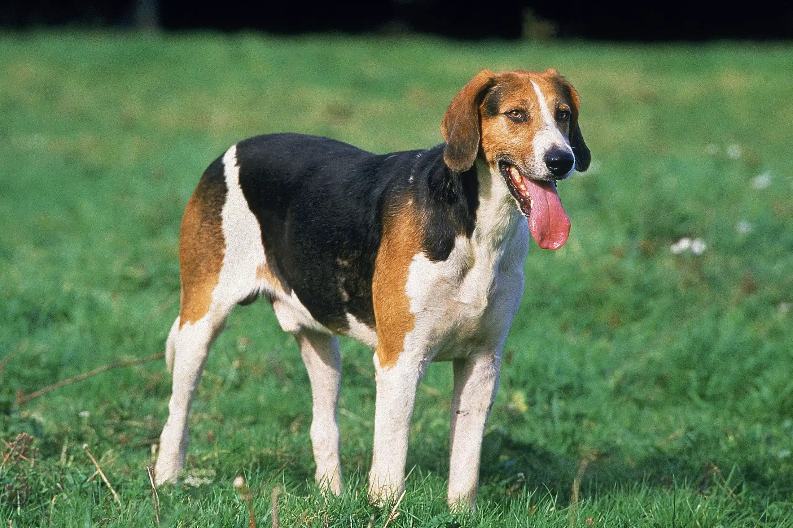 Přečtete si více ze článku Chovatel anglických foxhoundů