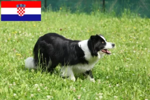 Přečtete si více ze článku Chovatelé border kolií a štěňat v Chorvatsku