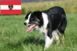 Přečtete si více ze článku Chovatelé border kolií a štěňat v Rakousku