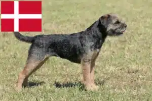 Přečtete si více ze článku Chovatelé border teriérů a štěňat v Dánsku