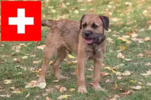 Přečtete si více ze článku Chovatelé border teriérů a štěňat ve Švýcarsku