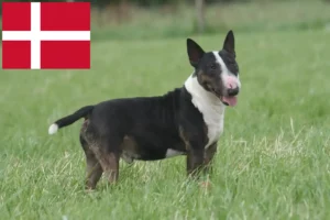 Přečtete si více ze článku Chovatelé bulteriérů a štěňat v Dánsku