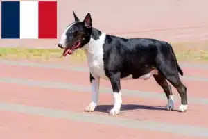 Přečtete si více ze článku Chovatelé bulteriérů a štěňat ve Francii