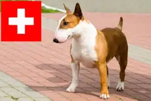 Přečtete si více ze článku Chovatelé bulteriérů a štěňat ve Švýcarsku