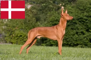 Přečtete si více ze článku Chovatelé faraonských honičů a štěňata v Dánsku