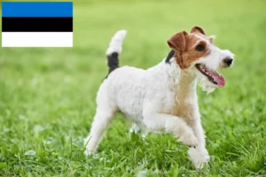 Přečtete si více ze článku Chovatelé foxteriérů a štěňat v Estonsku