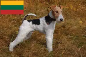 Přečtete si více ze článku Chovatelé foxteriérů a štěňat v Litvě