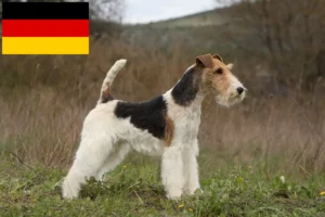 Přečtete si více ze článku Chovatelé foxteriérů a štěňat v Německu