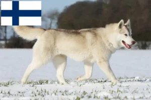 Přečtete si více ze článku Chovatelé huskyho a štěňata ve Finsku