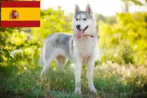 Přečtete si více ze článku Chovatelé huskyho a štěňata ve Španělsku